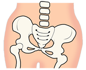 骨盤イメージ